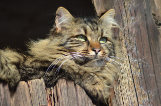 Illustration de l'article : Une tornade détruit un hangar dans lequel se cachait un chat. Sa survie miraculeuse pousse sa famille à lui donner un nouveau nom !