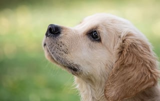 Illustration de l'article : Un chiot Golden Retriever réveille sa propriétaire au milieu de la nuit pour la sauver d'un incendie