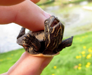 Illustration de l'article : 20 photos de tortues qui vont vous attendrir