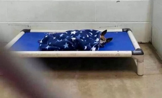 Illustration de l'article : En attendant sa famille pour la vie, ce Chihuahua sénior trouve du réconfort en se blottissant chaque nuit sous une couverture
