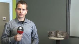 Illustration de l'article : Un chat facétieux interrompt plusieurs fois un reportage, la vidéo devient virale sur Internet !