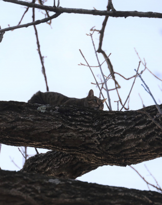 Illustration de l'article : Un adolescent grimpe dans un arbre pour porter secours à un chat... mais se retrouve lui-même coincé !