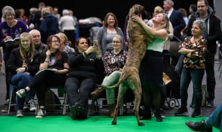 Illustration de l'article : 16 photos de chiens participant à la plus grande exposition canine du monde