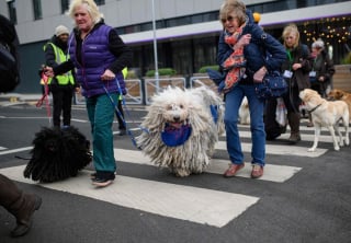 Illustration de l'article : 16 photos de chiens participant à la plus grande exposition canine du monde