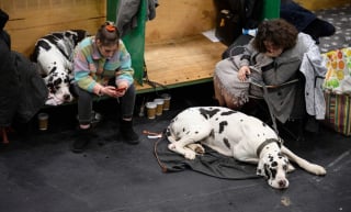 Illustration de l'article : 16 photos de chiens participant à la plus grande exposition canine du monde