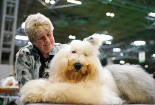 Illustration de l'article : 16 photos de chiens participant à la plus grande exposition canine du monde