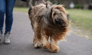 Illustration de l'article : 16 photos de chiens participant à la plus grande exposition canine du monde