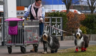 Illustration de l'article : 16 photos de chiens participant à la plus grande exposition canine du monde