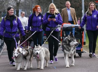 Illustration de l'article : 16 photos de chiens participant à la plus grande exposition canine du monde