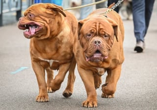 Illustration de l'article : 16 photos de chiens participant à la plus grande exposition canine du monde