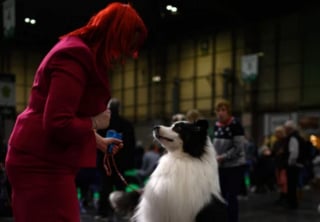 Illustration de l'article : 16 photos de chiens participant à la plus grande exposition canine du monde