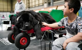 Illustration de l'article : 16 photos de chiens participant à la plus grande exposition canine du monde