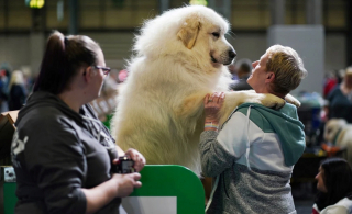 Illustration de l'article : 16 photos de chiens participant à la plus grande exposition canine du monde