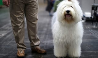 Illustration de l'article : 16 photos de chiens participant à la plus grande exposition canine du monde