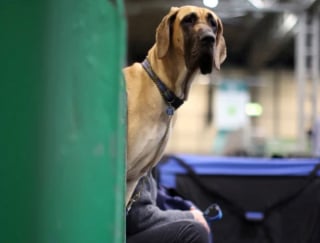 Illustration de l'article : 16 photos de chiens participant à la plus grande exposition canine du monde