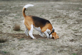 Illustration de l'article : 9 choses que l'odorat de votre chien est capable de déceler contrairement au vôtre