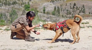 Illustration de l'article : Cette chienne née dans la rue a trouvé sa vocation grâce à sa mère adoptive : elle participe à la conservation des espèces menacées