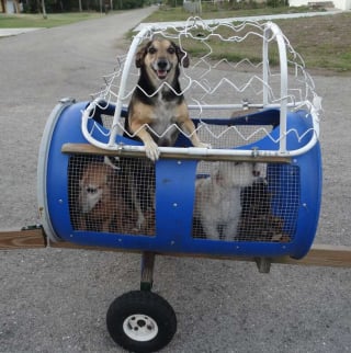 Illustration de l'article : Un couple sauve une douzaine de chiens de la rue et construit un petit train pour les emmener en promenade ! (Vidéo)