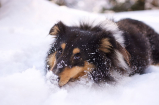 Illustration de l'article : Emporté par une avalanche et persuadé d'avoir perdu à jamais son chien, un couple découvre le sens du mot "miracle"