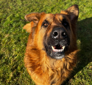 Illustration de l'article : Ce chien jeté par-dessus l'enceinte d'un refuge espère mettre la patte sur une nouvelle famille aimante