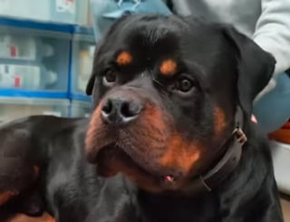 Illustration de l'article : Des nouvelles de Pablo, le Rottweiler au pronostic vital engagé après avoir été battu par son maître