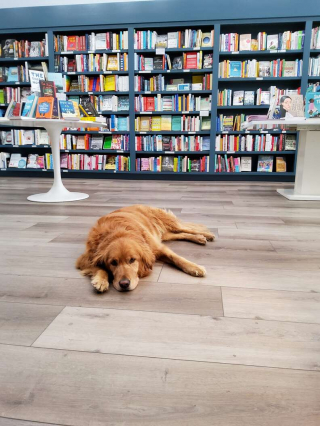 Illustration de l'article : Leur chienne joue les hôtesses dans leur librairie, ils décident de nommer l'établissement en son honneur