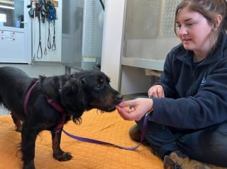 Illustration de l'article : Jetée dans une cage au bord de la route, une chienne "effrayée et sale" apprend le sens du mot "affection"