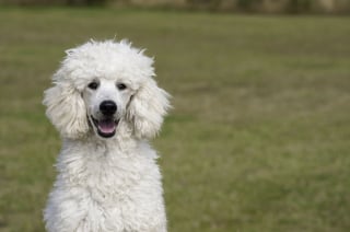 Illustration de l'article : L’AKC dévoile son classement 2021 des races canines les plus populaires aux USA, le Caniche de nouveau dans le top 5