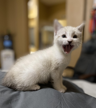 Illustration de l'article : Seul survivant de sa portée, ce minuscule chaton né dans la rue se bat de toutes ses forces pour rester en vie