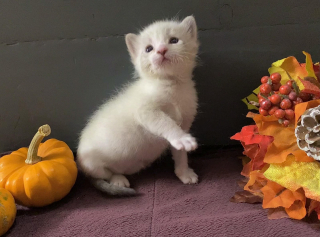 Illustration de l'article : Seul survivant de sa portée, ce minuscule chaton né dans la rue se bat de toutes ses forces pour rester en vie