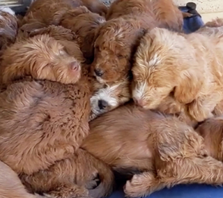 Illustration de l'article : Cette vidéo représentant un amas de chiots Labradoodles faisant la sieste attendrit des milliers d'internautes