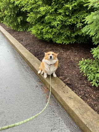 Illustration de l'article : 20 clichés désopilants de Corgis arborant un regard désapprobateur