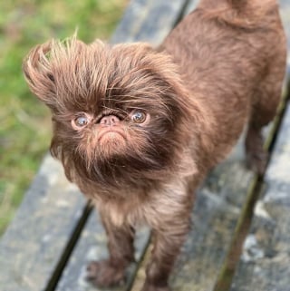 Illustration de l'article : 12 photos d'un chien ressemblant à la fois à Chewbacca et Gizmo !