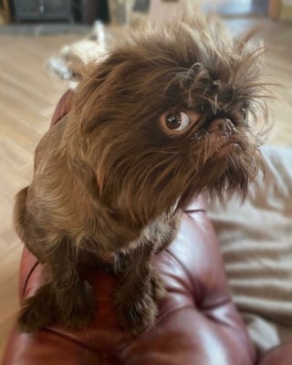 Illustration de l'article : 12 photos d'un chien ressemblant à la fois à Chewbacca et Gizmo !