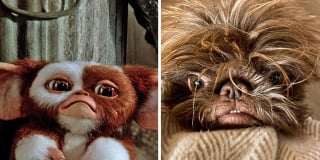 Illustration de l'article : 12 photos d'un chien ressemblant à la fois à Chewbacca et Gizmo !