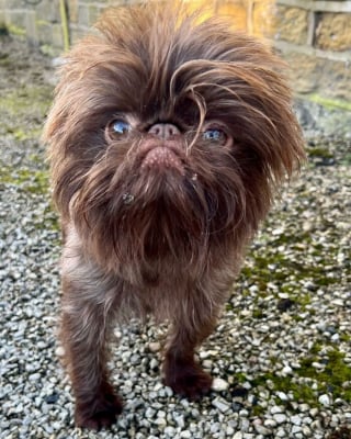 Illustration de l'article : 12 photos d'un chien ressemblant à la fois à Chewbacca et Gizmo !