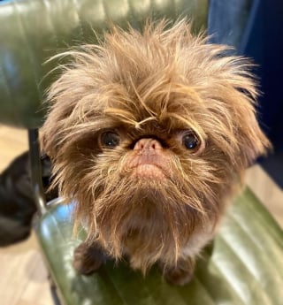 Illustration de l'article : 12 photos d'un chien ressemblant à la fois à Chewbacca et Gizmo !