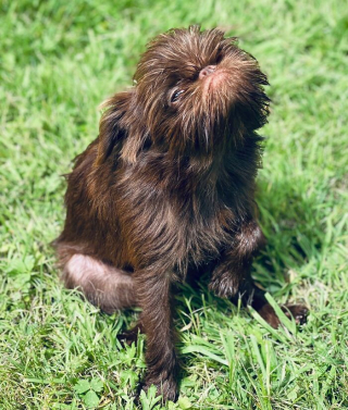 Illustration de l'article : 12 photos d'un chien ressemblant à la fois à Chewbacca et Gizmo !