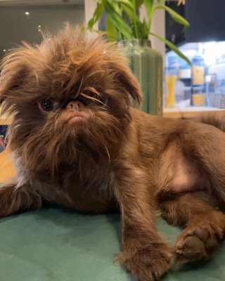 Illustration de l'article : 12 photos d'un chien ressemblant à la fois à Chewbacca et Gizmo !