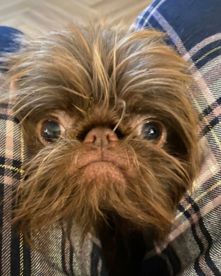 Illustration de l'article : 12 photos d'un chien ressemblant à la fois à Chewbacca et Gizmo !