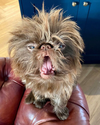 Illustration de l'article : 12 photos d'un chien ressemblant à la fois à Chewbacca et Gizmo !