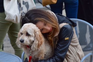 Illustration de l'article : Avec le retour au travail, 40 % des travailleurs affirment que leur chien va davantage leur manquer par rapport à leurs enfants ou conjoint ! 