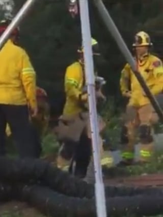 Illustration de l'article : Un Chihuahua sénior piégé au fond d'un égout revoit la lumière du jour grâce aux pompiers