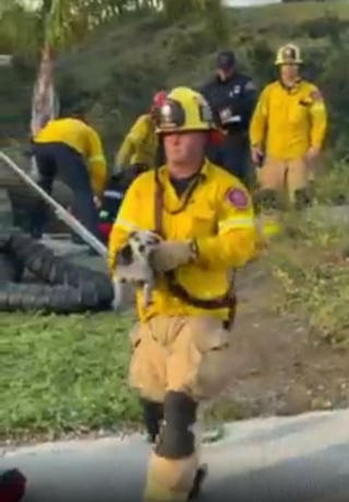 Illustration de l'article : Un Chihuahua sénior piégé au fond d'un égout revoit la lumière du jour grâce aux pompiers