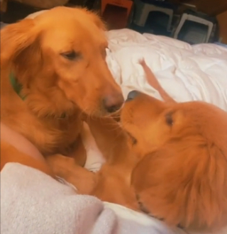 Illustration de l'article : Une famille adopte une femelle Golden Retriever et la réunit avec son chiot. Les retrouvailles émeuvent des millions d'internautes (vidéo)