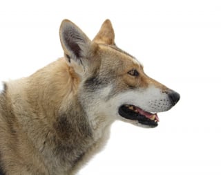 Illustration de l'article : 12 magnifiques races de chiens ressemblant à des loups