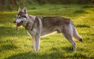 Illustration de l'article : 12 magnifiques races de chiens ressemblant à des loups
