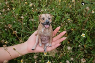 Illustration de l'article : 19 petites sculptures de chiens créées à partir d'argile polymère