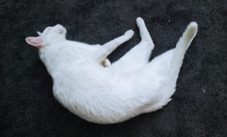 Illustration de l'article : 20 chats au pelage éclatant de blancheur