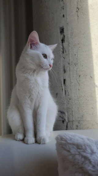 Illustration de l'article : 20 chats au pelage éclatant de blancheur